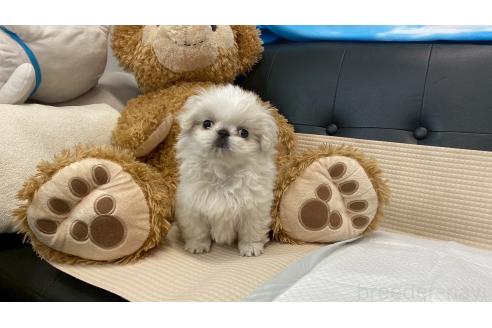 成約済の兵庫県のペキニーズ-378079の4枚目